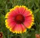 Indian Blanket - Native